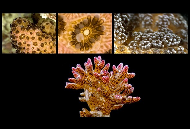 通过3D扫描活体珊瑚探究微塑料与气候变化所造成的影响