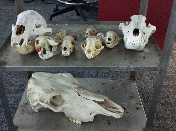 Artec 3D为互动式头骨博物馆扫描，无需贴任何标记点