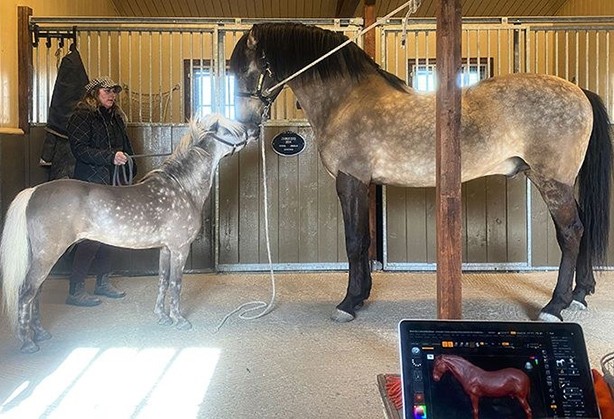 Artec Leo为骏马完成数字艺术作品