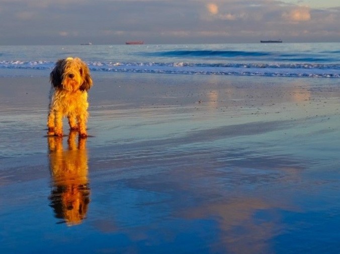 Artec Space Spider为Mimi提供辅助呼吸