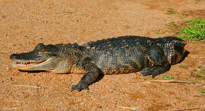 短吻鳄美梦成真：Artec Eva帮助“断尾”先生“长”出一条新尾巴